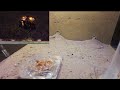 ants life day 27 lasius niger colony ant farm formicarium live webcam