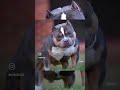 American Bully Breed: Perception vs Reality