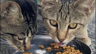 カリカリをカリカリ美味しそうに食べる野良猫たちがカワイイ