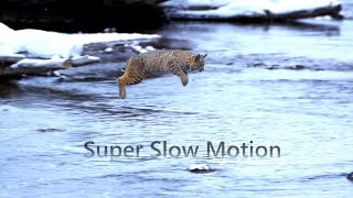Jumping Bobcat Slow Motion | Planet Earth II