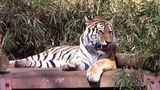 アムールトラ「シズカ」の鳴き声（多摩動物公園）Siberian Tiger Growl