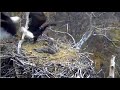 MN DNR ~ A Duck Escapes Dad's Talons & Flees! Mom Grabs It & Brings Back To Nest! WARNING!  4.20.22