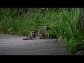 cautious baby raccoons 4k 7 31 22