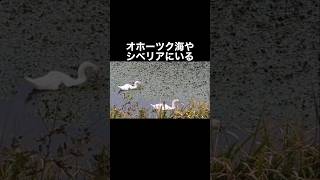 白鳥に関する雑学　#shorts