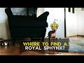 Royal Sphynx Cat with AMAZING MUSCLES