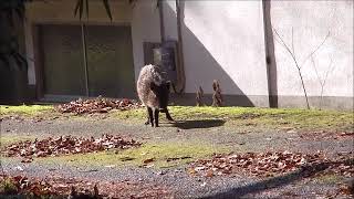 大分県九重町　　「　ひょいと出て来たイノシシの子　」