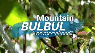 Mountain Bulbul Malaysia