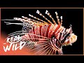 The Red Lionfish of Cayman Islands | 1000 Days for the Planet