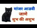 मांजर आडवी जाणे शुभ की अशुभ cat crossing road good or bad marathi shubh sanket