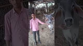 gau matm 🙏🐮 #shorts #shortfeed #trending #funny #cow #hindu #youtubeshorts #ytshorts#shortvideo