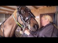 Massey University's Equine Clinic