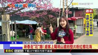 新春走「花」路 遊客上陽明山搶拍整片粉紅櫻花海@newsebc