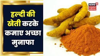 Annadata | Turmeric की Farming करके कमाए अच्छा मुनाफा, जानिए क्या है वैज्ञानिक बुवाई तकनीक से खेती