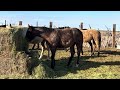 2025 foals. 