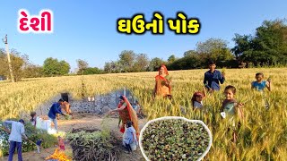 ઓર્ગેનિક ઘઉં નો પોક | life at botad village vlogs