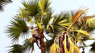 Palm tree climbing | thati chettu ekkadam