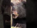 Bone Crushing Bear ASMR