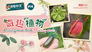 【園藝101】園藝教室#14:奇趣植物【Horticulture 101】Horticulture Classroom#14:Knowing more about interesting plants