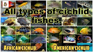 Cichlid fishes all types both African and American cichlids 2021