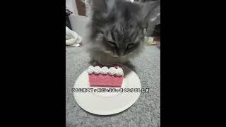 セナの1歳の🎂 #ミヌエット のセナの日常 #誕生日 #1歳 #ネコ #猫 #ねこ #短足 #長毛 #成猫 #猫のいる暮らし #100本目の動画