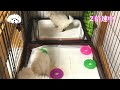 【大切なご報告】マルチーズの子犬が生まれました【生後7週間】