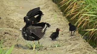 紅冠水雞育雛 Eurasian Moorhen feeding Chicks  29/MAR/18