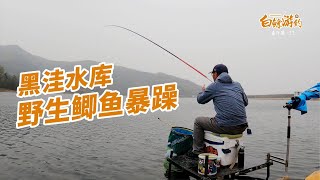 都說這個水庫魚難釣，冒險選了一個深水區，天公作美野生鯽魚連竿