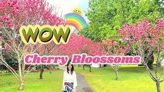 Toowoomba Flower festival | Queens Park | Laurel Bank Park | Toowoomba Town  #Australia