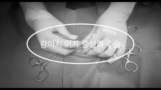 펫인쥬 동물 메디컬 센터: 강아지 여자 중성화 수술 영상