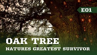 Oak Tree | Nature's Greatest Survivor E01 | August to February