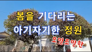 봄을 기다리는 아기자기, 오밀조밀한 개인 집 주택 마당 정원