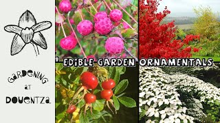 Edible Garden Ornamentals || Not Just for the Birds || Cornus kousa \u0026 Rosa rugosa || Quick \u0026 Easy