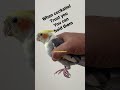 Can you hold your cockatiel #cockatiel #cockatiels #shorts #trending #parrot #birds #shortvideo