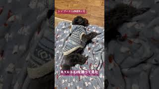 【トイプードル17歳9ヶ月】R.Y.U.S.E.Iを踊って見た【老犬】【シニア犬】【高齢犬】