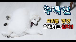 여러분 강아지가 제대로 돌았어요. (feat.관전하는 고양이)