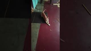 பூனையின் அலப்பறைகள்#funny #cat #catlover #viralvideo #kitten #kittycomedy #funnyanimals #funnypets