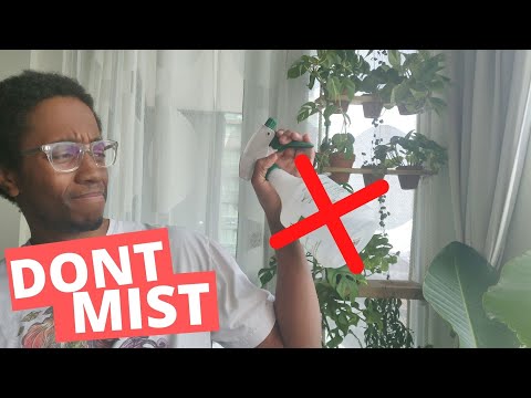 Do Philodendrons like to be misted?