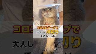 コロコロテープ使って猫の爪切りをした結果が爆笑すぎたwww