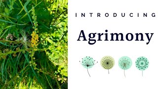 Introducing Agrimony