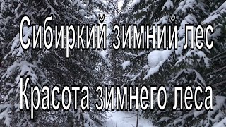 Зимой в лесу. Красота зимнего леса. Новосибирск. Русский лес зимой.