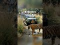 Ranthambore National Park is one of the biggest and most renowned national parks in Northern India.