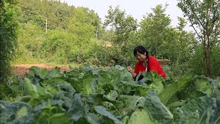 Pickled cabbage, Chinese country food, delicious and can be stored for a year【YuXioxiang】