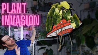 Variegated Philodendron Propagation | Preventing 'Burle Marx' Invasion!