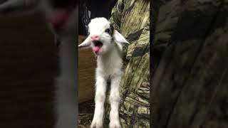 Screaming baby goat