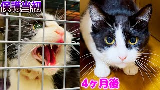 威嚇最強だった保護猫の4ヶ月後... #猫 #cat #あにまるほんぽ