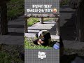 어어.. 푸질머리 직전 푸바오의 연속 구르기😮 푸바오 fubao panda shorts