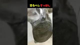 すっぽんと水道水