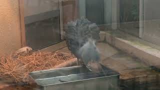 食べそうで食べない　ハシビロコウ　アサンテ　上野動物園