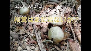 2023年9月27日　松茸を求めて山へ