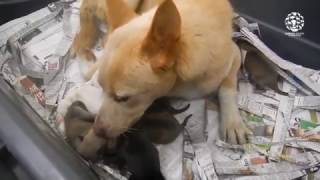 Rescued dog meat dog delivers puppies!